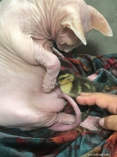 17 Heartwarming Stories of Animals Raising Their Adopted Babies