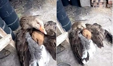 17 Heartwarming Stories of Animals Raising Their Adopted Babies