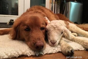 17 Heartwarming Stories of Animals Raising Their Adopted Babies