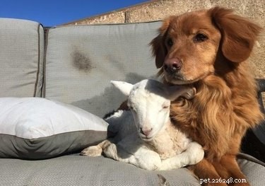 17 Heartwarming Stories of Animals Raising Their Adopted Babies