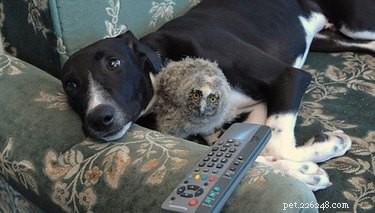 17 Heartwarming Stories of Animals Raising Their Adopted Babies