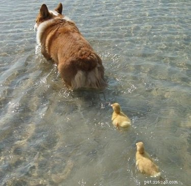 17 Heartwarming Stories of Animals Raising Their Adopted Babies