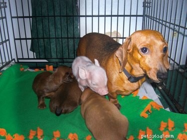 17 Heartwarming Stories of Animals Raising Their Adopted Babies