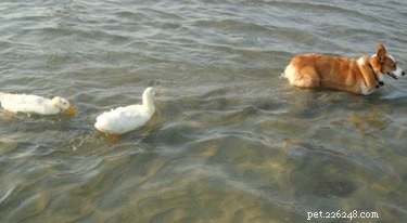 17 Heartwarming Stories of Animals Raising Their Adopted Babies