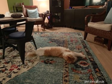 18 Pets Revealed: What They re Really Thinking