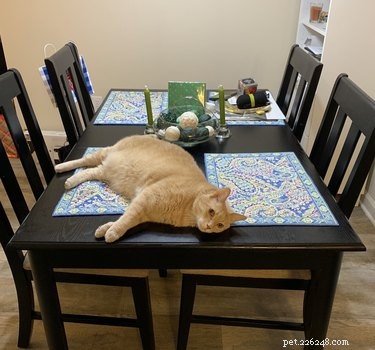 18 Pets Revealed: What They re Really Thinking