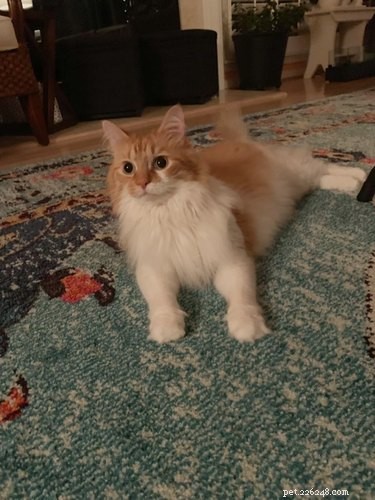 18 Pets Revealed: What They re Really Thinking
