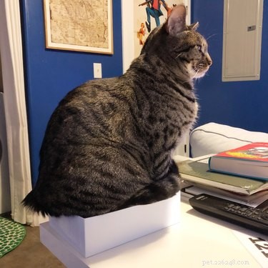 18 Pets Revealed: What They re Really Thinking