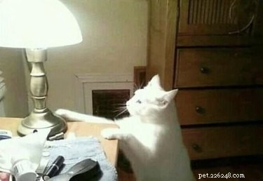 18 Pets Revealed: What They re Really Thinking