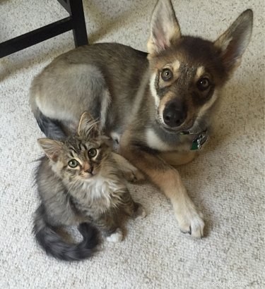 18 Pets Revealed: What They re Really Thinking