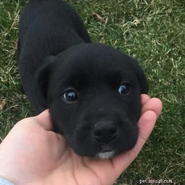 18 Pets Revealed: What They re Really Thinking