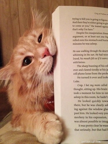 15 Pets Who Reject Books: Hilarious Animal Reactions