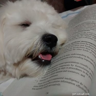 15 Pets Who Reject Books: Hilarious Animal Reactions