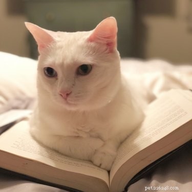 15 Pets Who Reject Books: Hilarious Animal Reactions