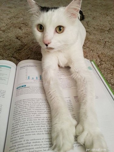 15 Pets Who Reject Books: Hilarious Animal Reactions