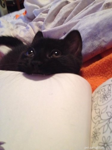 15 Pets Who Reject Books: Hilarious Animal Reactions