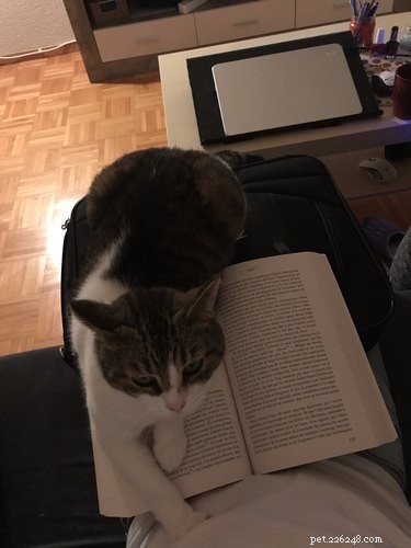 15 Pets Who Reject Books: Hilarious Animal Reactions