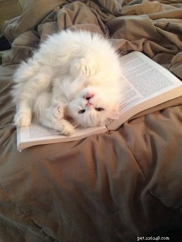 15 Pets Who Reject Books: Hilarious Animal Reactions
