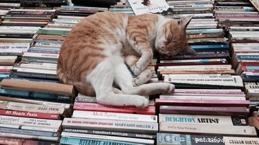 15 Pets Who Reject Books: Hilarious Animal Reactions