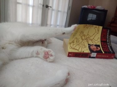 15 Pets Who Reject Books: Hilarious Animal Reactions