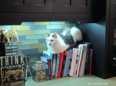 15 Pets Who Reject Books: Hilarious Animal Reactions