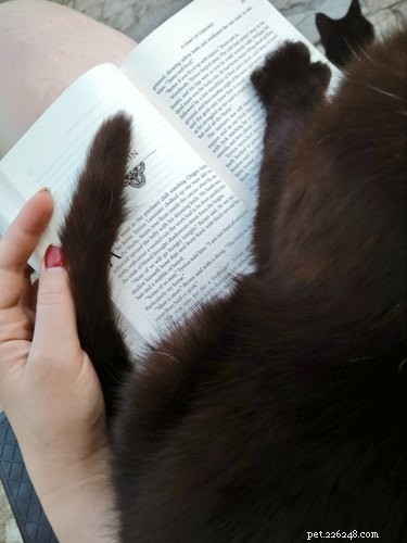 15 Pets Who Reject Books: Hilarious Animal Reactions