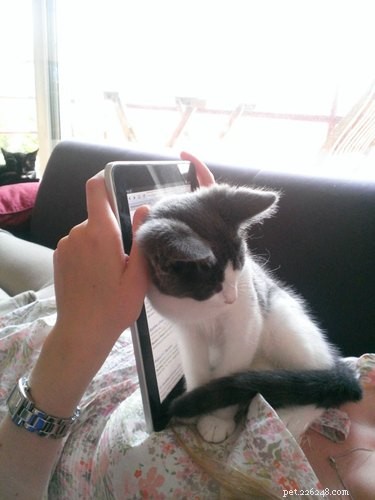 15 Pets Who Reject Books: Hilarious Animal Reactions