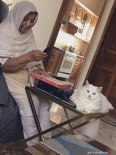 15 Pets Who Reject Books: Hilarious Animal Reactions