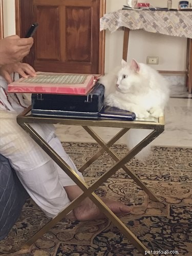 15 Pets Who Reject Books: Hilarious Animal Reactions