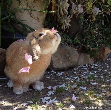 21 Charming Bunnies Guaranteed to Warm Your Heart