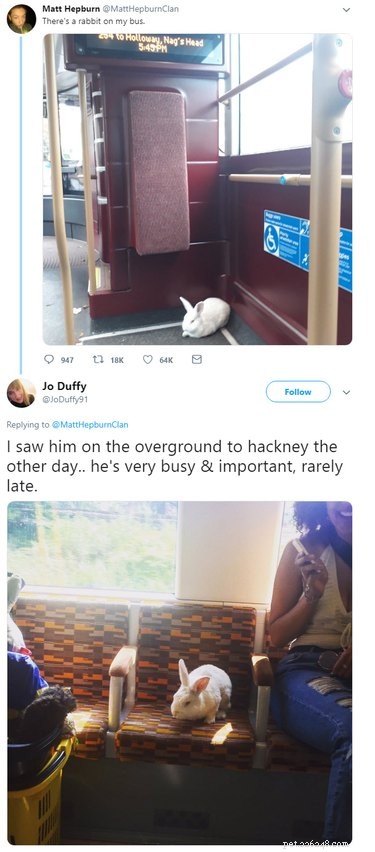 21 Charming Bunnies Guaranteed to Warm Your Heart