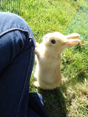 21 Charming Bunnies Guaranteed to Warm Your Heart
