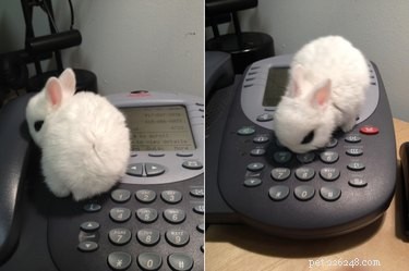 21 Charming Bunnies Guaranteed to Warm Your Heart