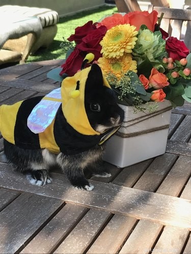 21 Charming Bunnies Guaranteed to Warm Your Heart
