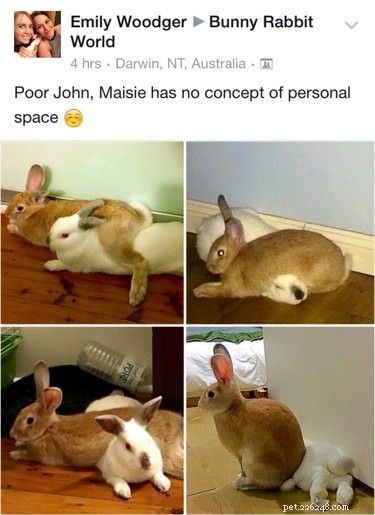 21 Charming Bunnies Guaranteed to Warm Your Heart
