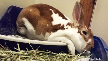 21 Charming Bunnies Guaranteed to Warm Your Heart