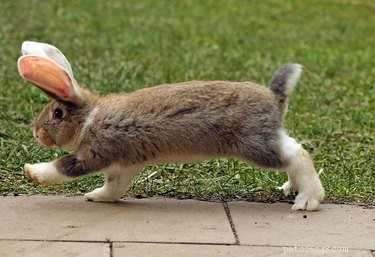 21 Charming Bunnies Guaranteed to Warm Your Heart