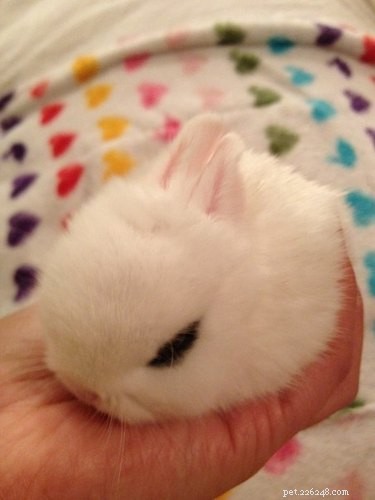 21 Charming Bunnies Guaranteed to Warm Your Heart