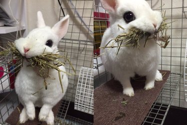 21 Charming Bunnies Guaranteed to Warm Your Heart