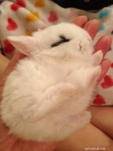 21 Charming Bunnies Guaranteed to Warm Your Heart