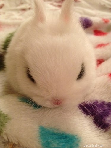 21 Charming Bunnies Guaranteed to Warm Your Heart