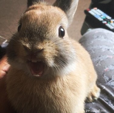 21 Charming Bunnies Guaranteed to Warm Your Heart