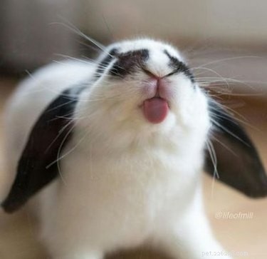 21 Charming Bunnies Guaranteed to Warm Your Heart