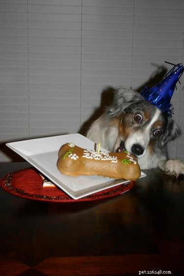 17 Pets That Turn Every Party Into a Celebration