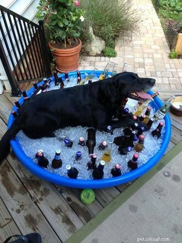 17 Pets That Turn Every Party Into a Celebration