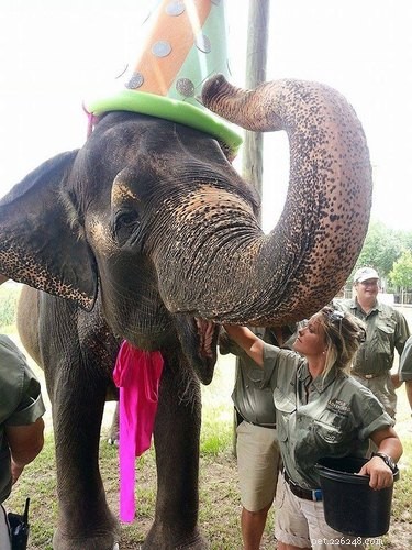 17 Pets That Turn Every Party Into a Celebration