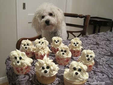 17 Pets That Turn Every Party Into a Celebration