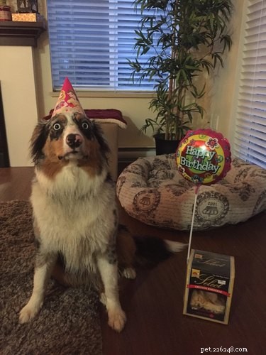 17 Pets That Turn Every Party Into a Celebration