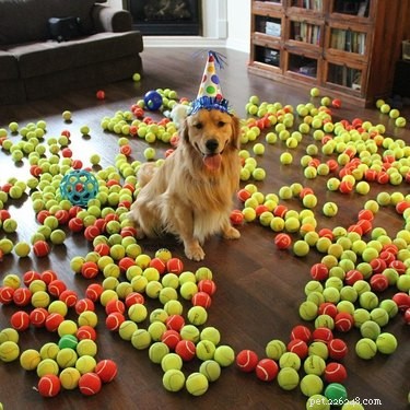 17 Pets That Turn Every Party Into a Celebration