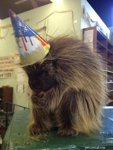 17 Pets That Turn Every Party Into a Celebration